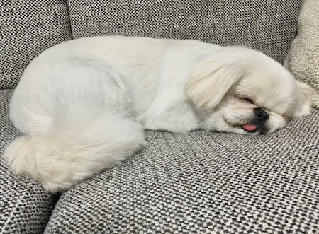 犬　ワンコ　ムーチョ　ペキニーズ　舌　かわいい