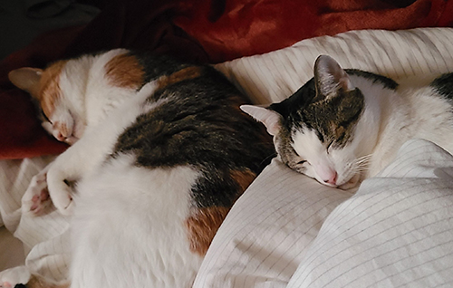 眠るミーちゃんとハロちゃん