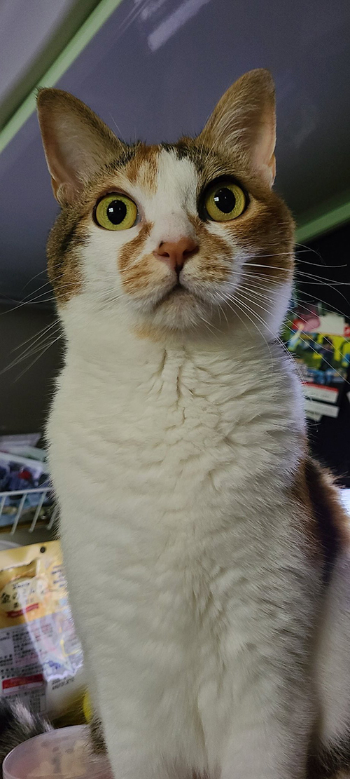  おやつ 入浴剤 猫 かわいい 面白 動画