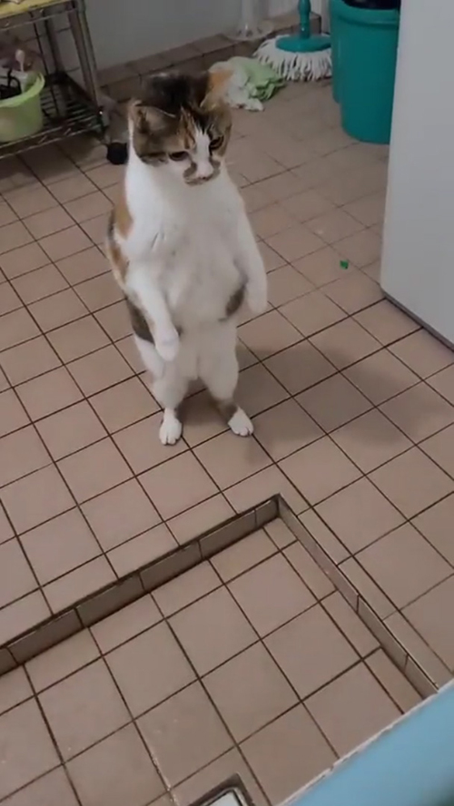 猫