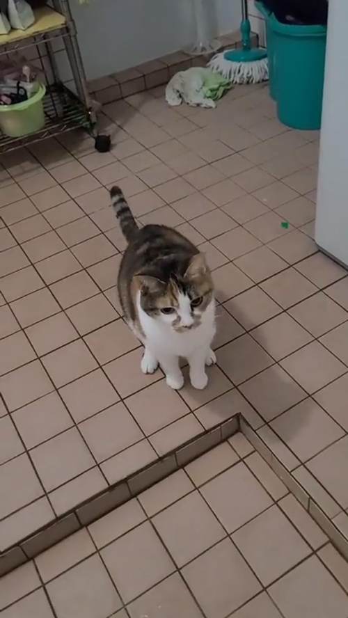 一度座るミーちゃん おやつ 入浴剤 猫 かわいい 面白 動画