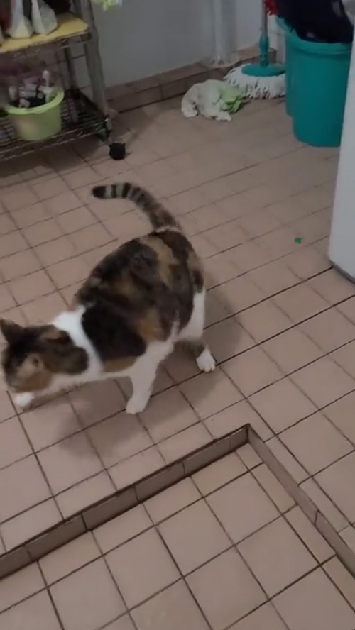 去っていくミーちゃん  おやつ 入浴剤 猫 かわいい 面白 動画