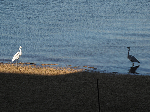 鷺　サギ　さぎ　面白写真