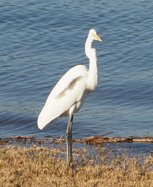 鷺　サギ　さぎ　面白写真
