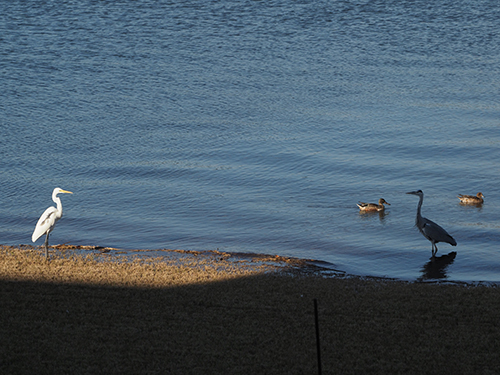 鷺　サギ　さぎ　面白写真