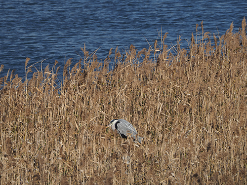 鷺　サギ　さぎ　面白写真