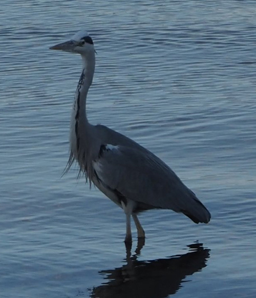 鷺　サギ　さぎ　面白写真