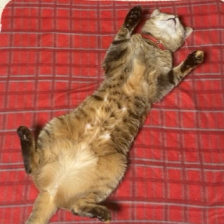 猫 コリン ストーブ 冬 落ちてる