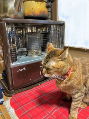 猫 コリン ストーブ 冬 落ちてる