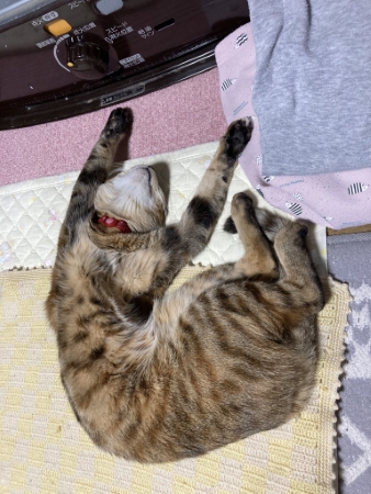 猫 コリン ストーブ 冬 落ちてる