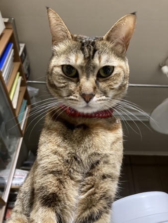 猫 コリン ストーブ 冬 落ちてる