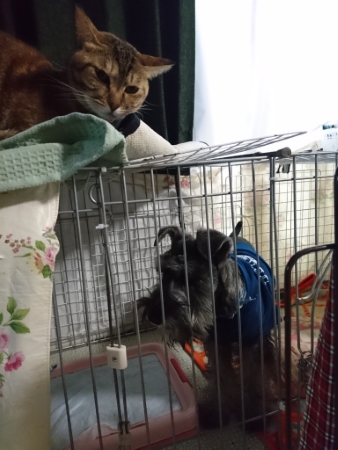 猫 コリン ストーブ 冬 落ちてる