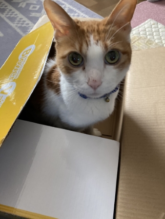 猫 コリン ストーブ 冬 落ちてる