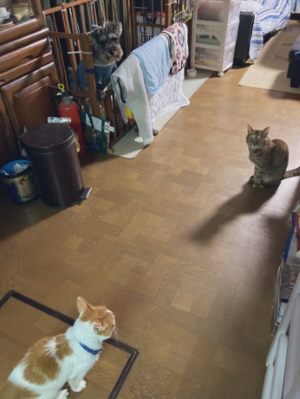 猫 コリン ストーブ 冬 落ちてる