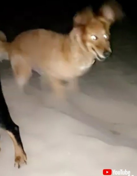 犬 ゴールデンレトリバー 穴掘り ワンコ かわいい 面白動画