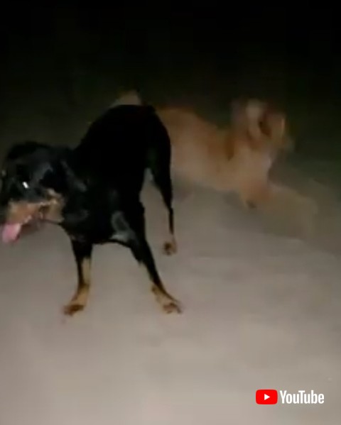 犬 ゴールデンレトリバー 穴掘り ワンコ かわいい 面白動画