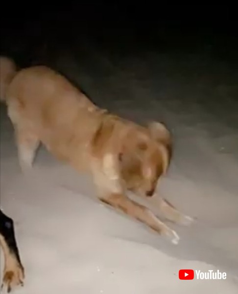 犬 ゴールデンレトリバー 穴掘り ワンコ かわいい 面白動画