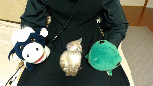 ねこビフォーアフター