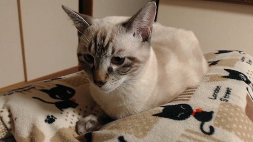 猫　成長　ビフォーアフター　子猫　半年　かわいい　パペットマペット　お笑い芸人