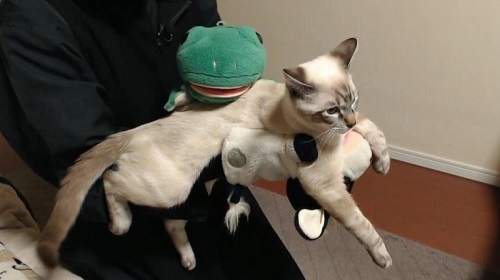 猫　成長　ビフォーアフター　子猫　半年　かわいい　パペットマペット　お笑い芸人