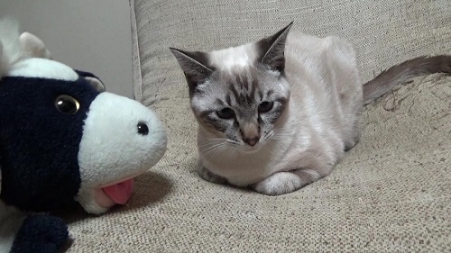 猫　成長　ビフォーアフター　子猫　半年　かわいい　パペットマペット　お笑い芸人