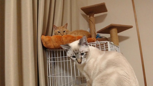 猫　成長　ビフォーアフター　子猫　半年　かわいい　パペットマペット　お笑い芸人