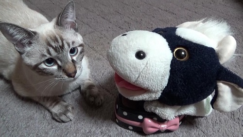 猫　成長　ビフォーアフター　子猫　半年　かわいい　パペットマペット　お笑い芸人