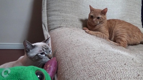 猫　成長　ビフォーアフター　子猫　半年　かわいい　パペットマペット　お笑い芸人