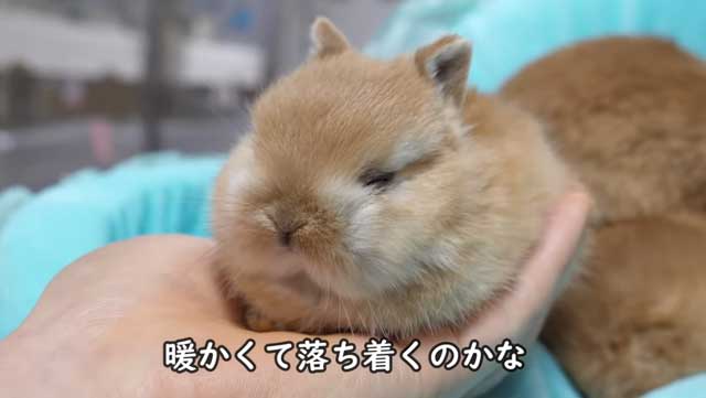 国内作家　赤ちゃんウサギ　うさぎ　童話 Amazon.co.jp: ノウサギ : むらた こういち: 本