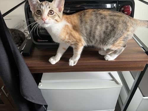 猫 保護 子猫 魚 料理 興奮