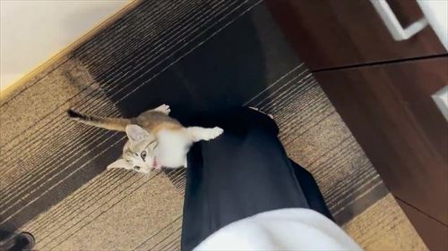 猫 保護 子猫 魚 料理 興奮