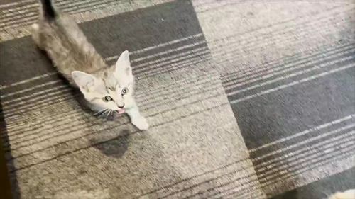 猫 保護 子猫 魚 料理 興奮