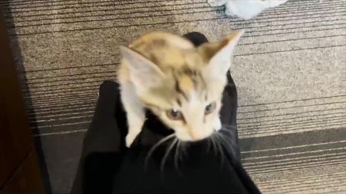 猫 保護 子猫 魚 料理 興奮