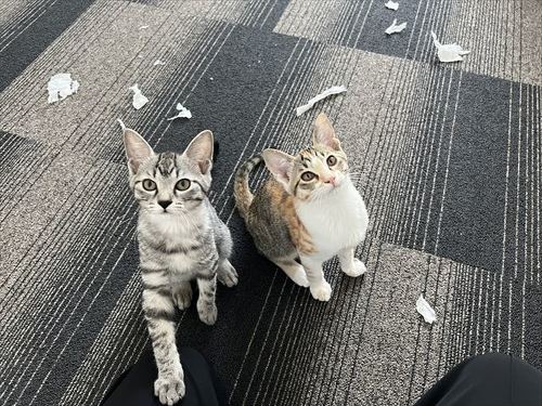 猫 保護 子猫 魚 料理 興奮