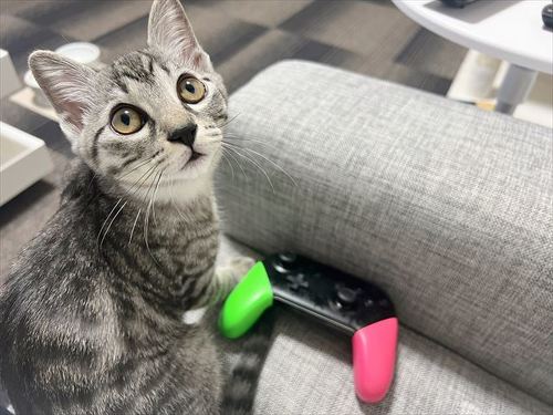 猫 保護 子猫 魚 料理 興奮