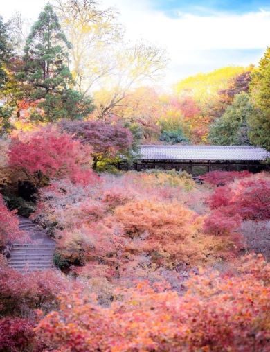 京都・東福寺の美しい紅葉