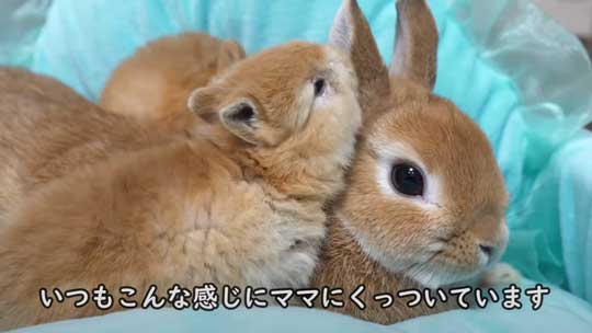ウサギ 赤ちゃん 寝落ち 手の上 ネザーランドドワーフ