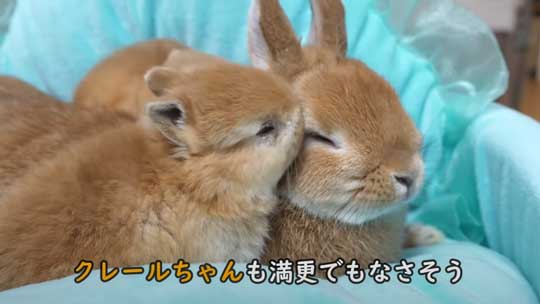 ウサギ 赤ちゃん 寝落ち 手の上 ネザーランドドワーフ