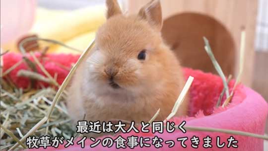 ウサギ 赤ちゃん 寝落ち 手の上 ネザーランドドワーフ