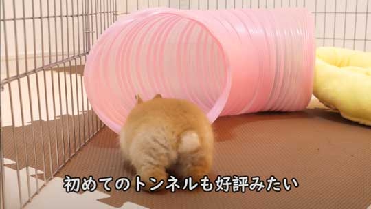 ウサギ 赤ちゃん 寝落ち 手の上 ネザーランドドワーフ