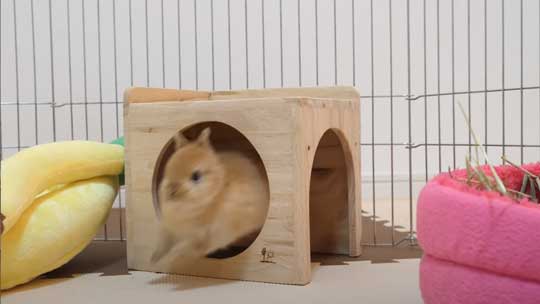 ウサギ 赤ちゃん 寝落ち 手の上 ネザーランドドワーフ