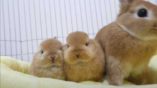 ウサギ 赤ちゃん 寝落ち 手の上 ネザーランドドワーフ