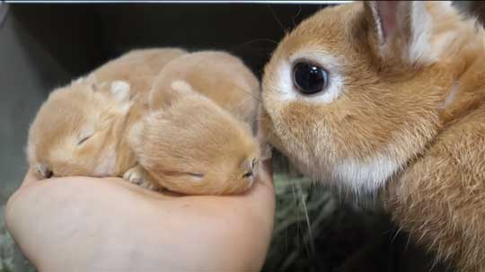 ウサギ 赤ちゃん 寝落ち 手の上 ネザーランドドワーフ