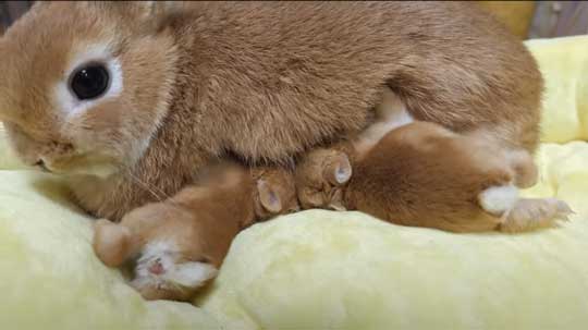 ウサギ 赤ちゃん 寝落ち 手の上 ネザーランドドワーフ