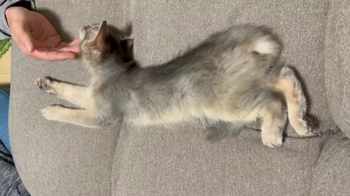 雨くん ソマリ 子猫 なでなで 動画 かわいい 猫 面白動画 猫動画