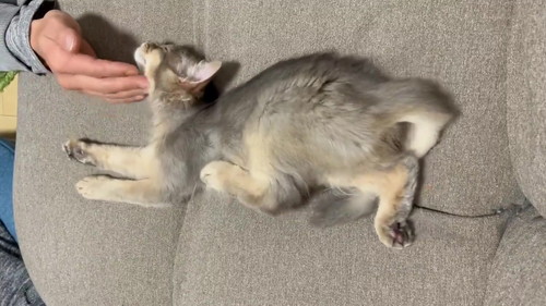 雨くん ソマリ 子猫 なでなで 動画 かわいい 猫 面白動画 猫動画