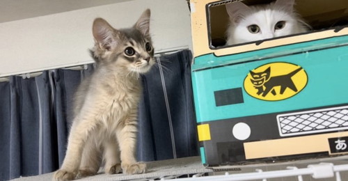 雪之丞ちゃんと雨くん ソマリ 子猫 なでなで 動画 かわいい 猫 面白動画 猫動画