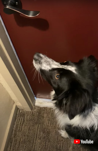 ボーダーコリーの画像 雪 ワンコ 埋もれる