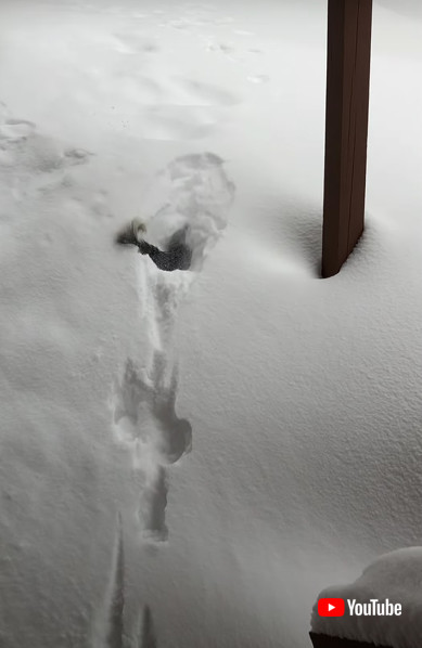 ボーダーコリーの画像