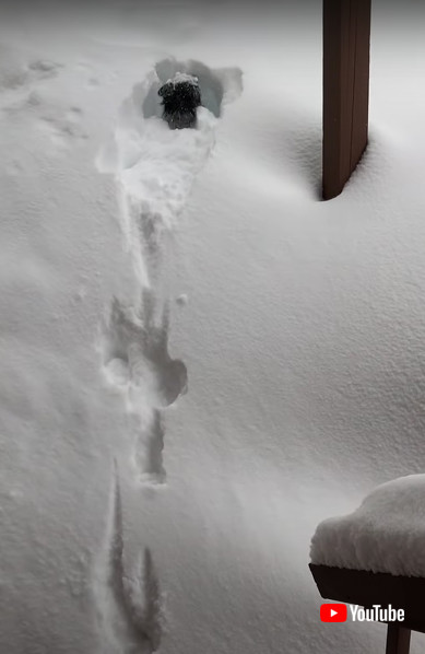 ボーダーコリーの画像